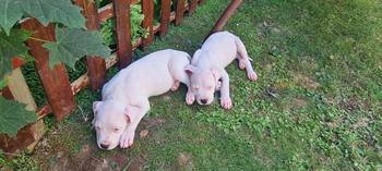 Dogo argentino prelepi štenci