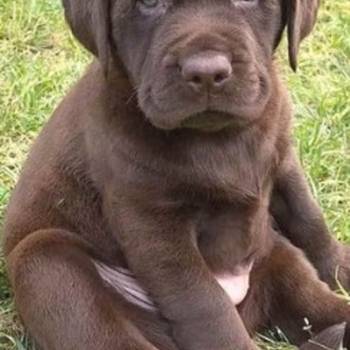 Na prodaju, čokoladni labradori, vrhunskog kvaliteta