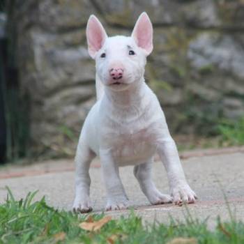 Mini Bull Terijer prelepi stenci