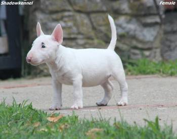 Mini Bull Terijer prelepi stenci
