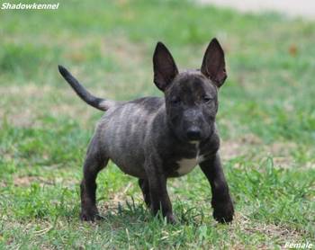 Mini Bull Terijer prelepi stenci