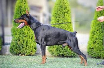 Doberman štenci