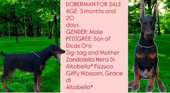Doberman štenci
