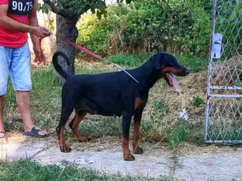 Doberman štenci