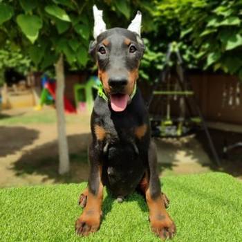Doberman mužijaci