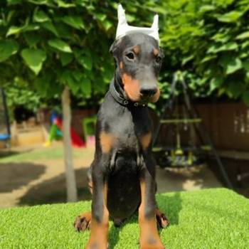 Doberman mužijaci