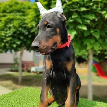 Doberman mužijaci