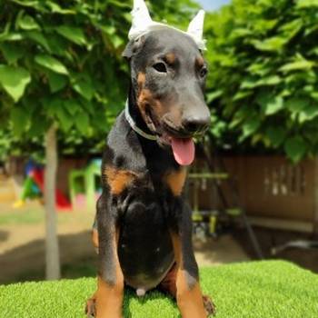 Doberman mužijaci