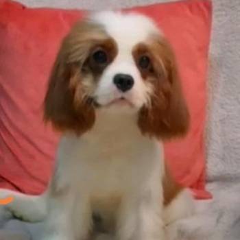 Dostupni štenci Cavalier King Charles spanijela