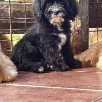 Slobodni štenci cavapoo