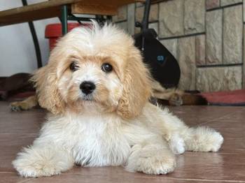 Slobodni štenci cavapoo