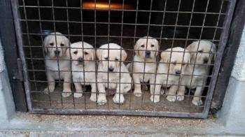Labrador Retriver štenci