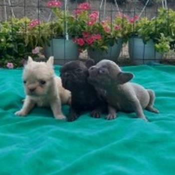 Francuski buldog štenci exotic, plavi, klasik i fluffy
