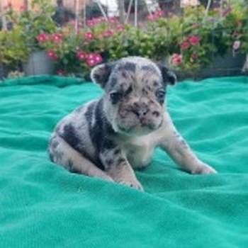 Francuski buldog štenci exotic, plavi, klasik i fluffy