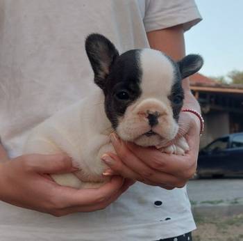 Francuski buldog štenci exotic, plavi, klasik i fluffy