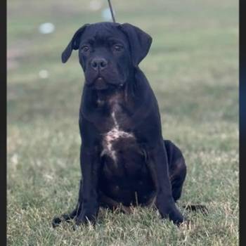 Cane Corso štenci