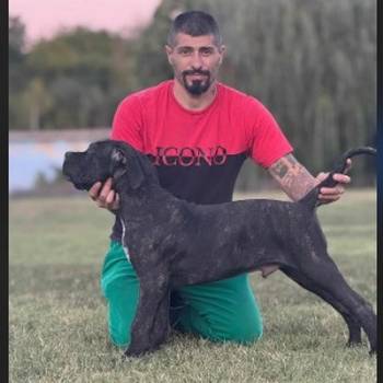 Cane Corso štenci