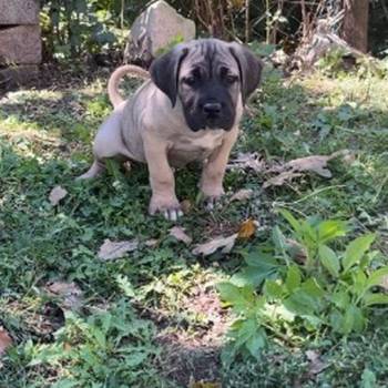 Cane Corso štenci