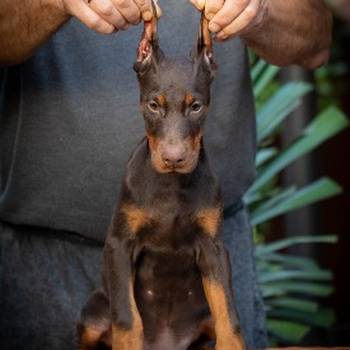 Doberman stenci