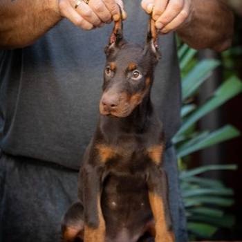 Doberman stenci