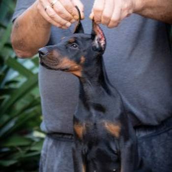 Doberman stenci