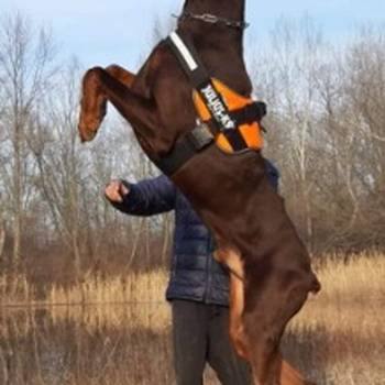 Doberman stenci