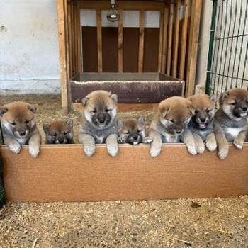 SHIBA INU, vrhunski štenci