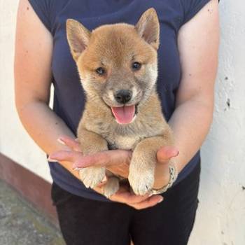 SHIBA INU, vrhunski štenci