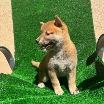 SHIBA INU, vrhunski štenci