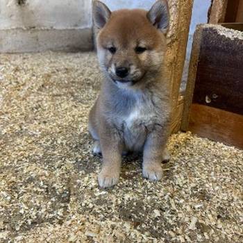 SHIBA INU, vrhunski štenci