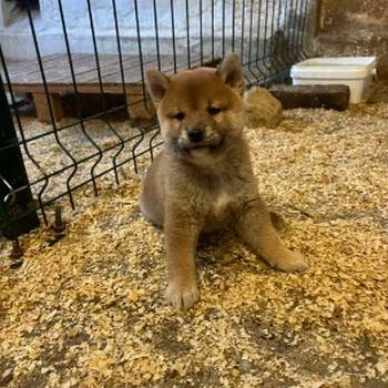 SHIBA INU, vrhunski štenci