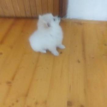 Pomeranski mini špic