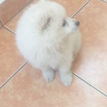 Pomeranski mini špic