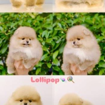 Pomeranian puppies for sale of top quality