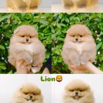Pomeranian puppies for sale of top quality