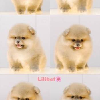 Pomeranian puppies for sale of top quality