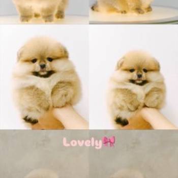 Pomeranian puppies for sale of top quality