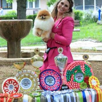 Pomeranian puppies for sale of top quality