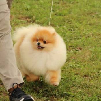 Pomeranian puppies for sale of top quality