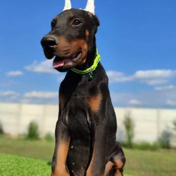 Doberman mužijaci