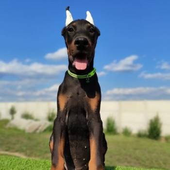 Doberman mužijaci