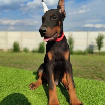 Doberman mužijaci