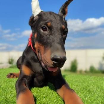 Doberman mužijaci