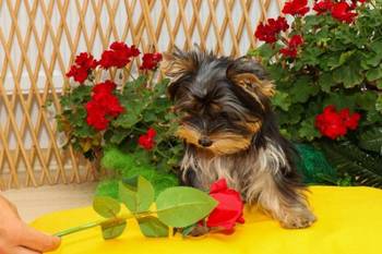 Yorkshire terijeri (Yorkie) – štenad