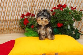 Yorkshire terijeri (Yorkie) – štenad