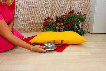 Yorkshire terijeri (Yorkie) – štenad