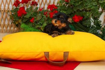 Yorkshire terijeri (Yorkie) – štenad