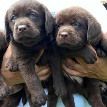 Čokoladni Labrador Retriver štenci