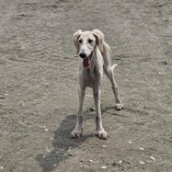 Persijski hrt saluki štenci