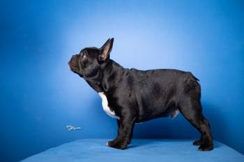 Francuski buldog štenci